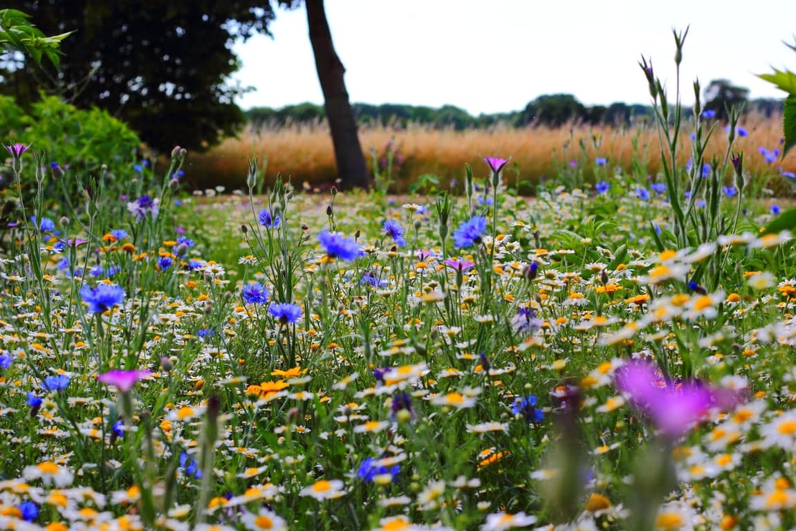 sommarblommor-scaled.jpg